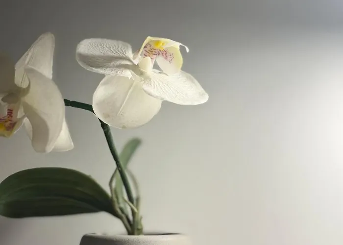 Apartment Courtyard Kalnina *